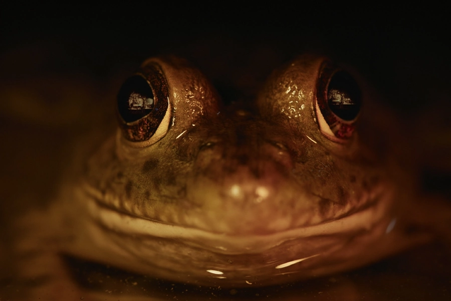 nightmares-of-nature-netflix