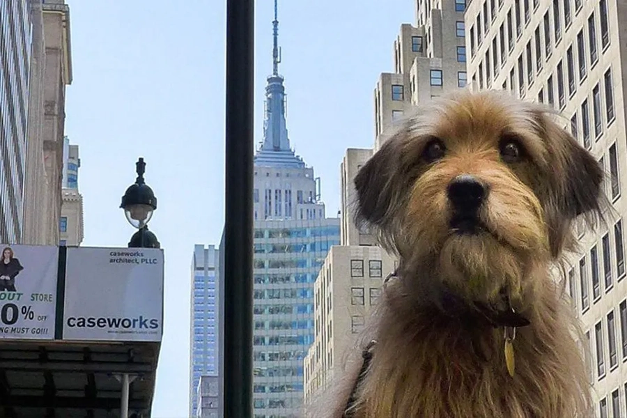 benji-on-netflix