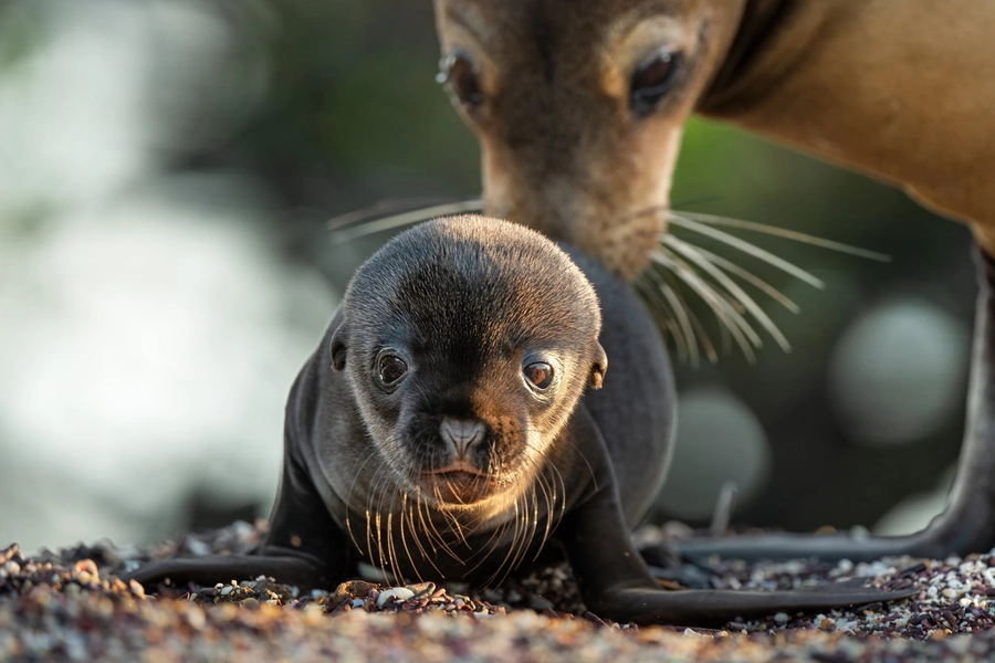 sea-lions-of-the-galapagos-streaming-now-disney
