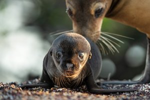 sea-lions-of-the-galapagos-streaming-now-disney