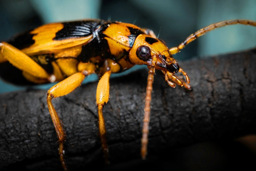 discover-natures-incredible-tiny-heroes