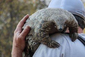pangolin-kulus-journey-streaming-now-netflix