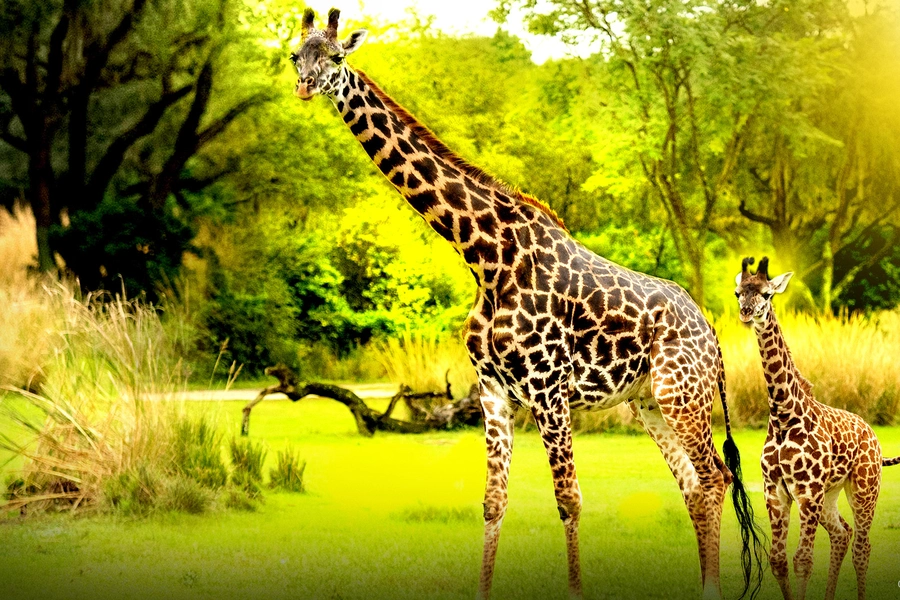 magic-of-disneys-animal-kingdom-on-disney