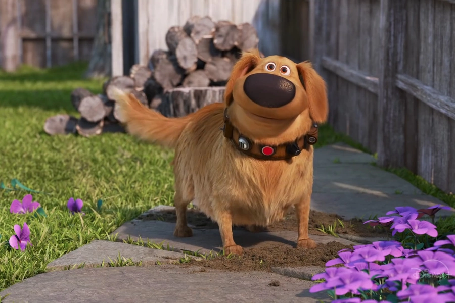 dugs-adventures-continue