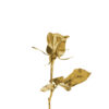 A golden rose, the symbol of 'The Golden Bachelor'