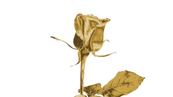 A golden rose, the symbol of 'The Golden Bachelor'