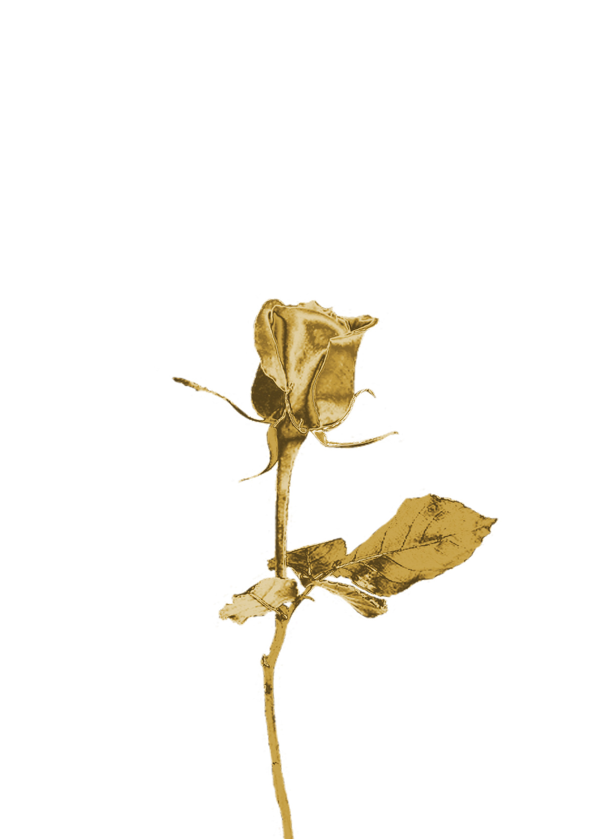 A golden rose, the symbol of 'The Golden Bachelor'